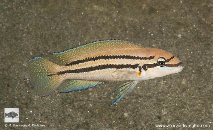 Chalinochromis sp. 'bifrenatus' Nkwasi Point